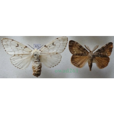 Lymantria dispar (Linnaeus, 1758) pair Brudnica nieparka Czech85j
